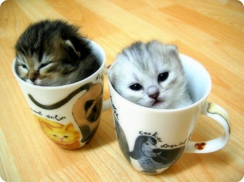 Кошки в чашках