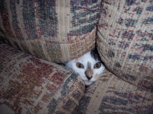 Кошка в диване