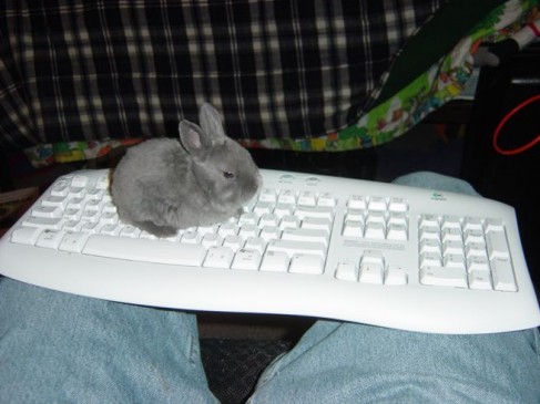 Кролик-первопепечатник