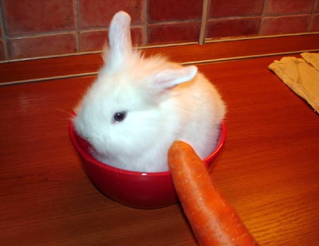 Кролик и большая морковка