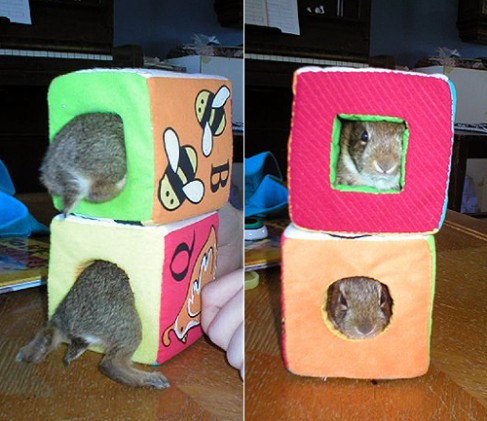 Кролик в кубе