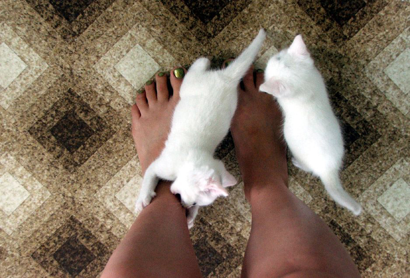 Причины нападения кошки на ноги