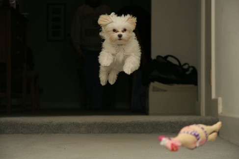 Прыгающий пес