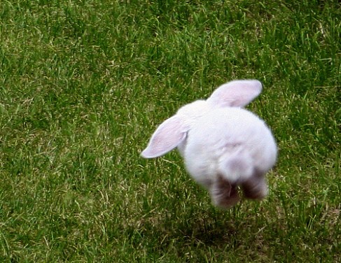Прыгающий кролик
