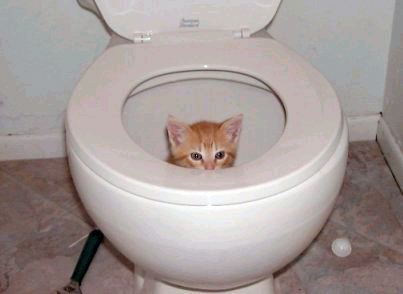 Туалет для котенка