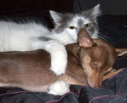 Кошка с собакой