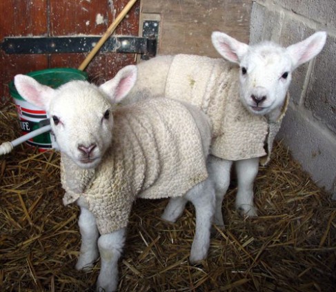 Одежда для овечек