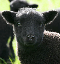 Черная овца