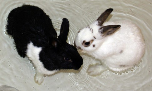 Как отмыть кроликов