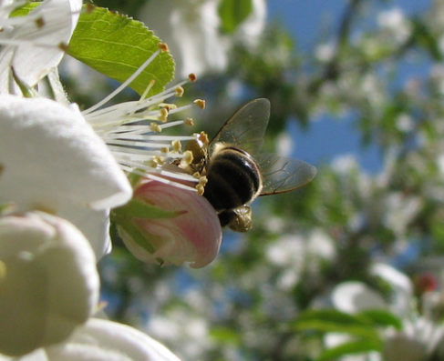 Деловая пчела